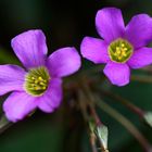 Oxalis latifolia