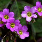 Oxalis latifolia