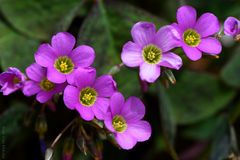 Oxalis latifolia