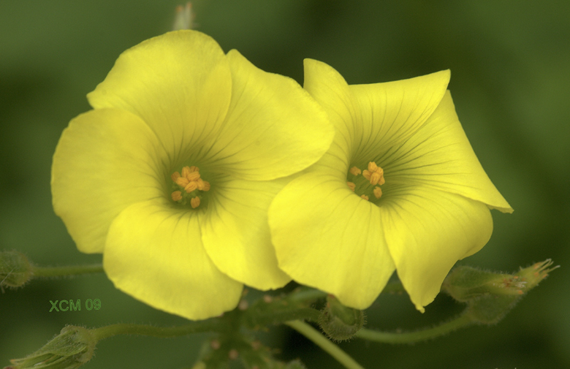 OXALIS PES-CAPRAE