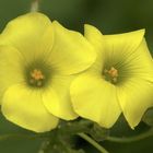 OXALIS PES-CAPRAE