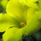 Oxalis pes caprae