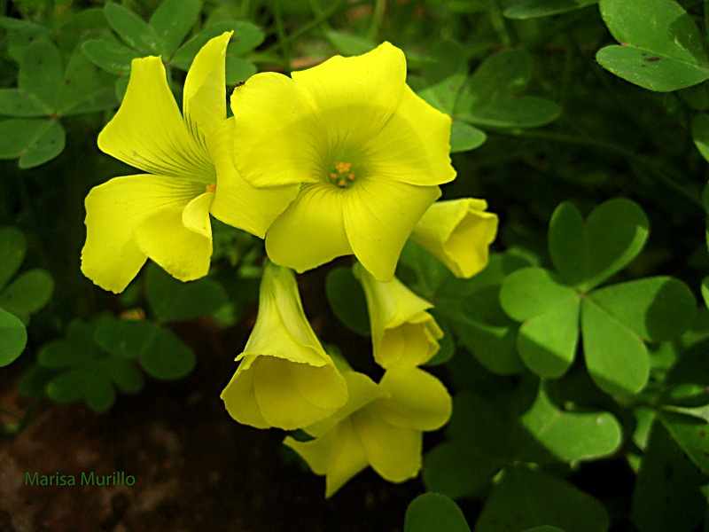 Oxalis pes caprea