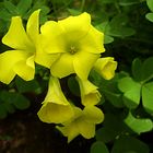 Oxalis pes caprea