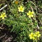 Oxalis silvestres