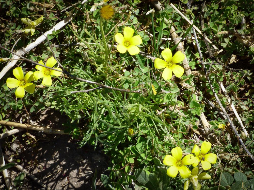 Oxalis silvestres