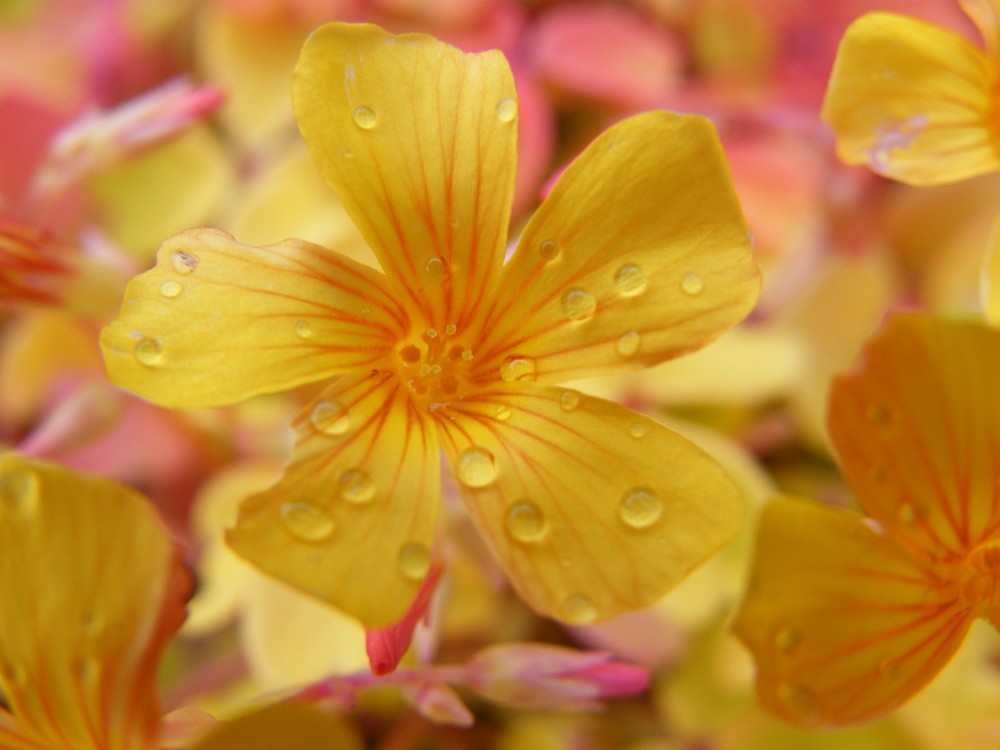 oxalis sous la pluie