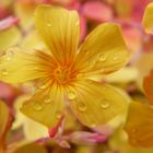 oxalis sous la pluie