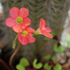 Oxalis tetraphylla