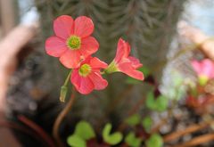 Oxalis tetraphylla