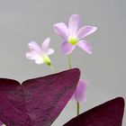 Oxalis triangularis