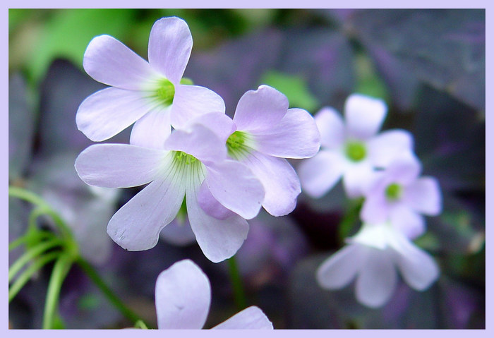 Oxalis Triangularis