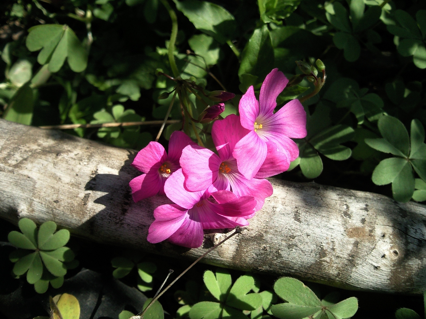 Oxalis un apronte de la primavera