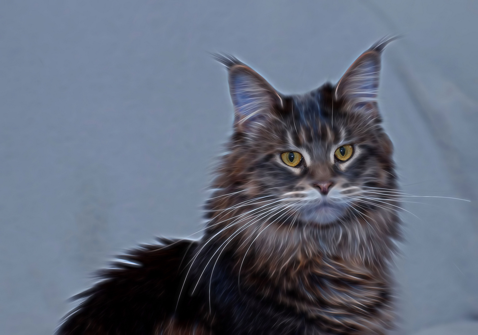 Oxana Maine Coon