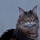 Oxana Maine Coon