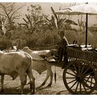 oxcart