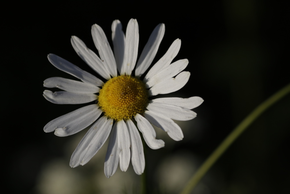 Oxeye daisy