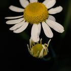 Oxeye Daisy