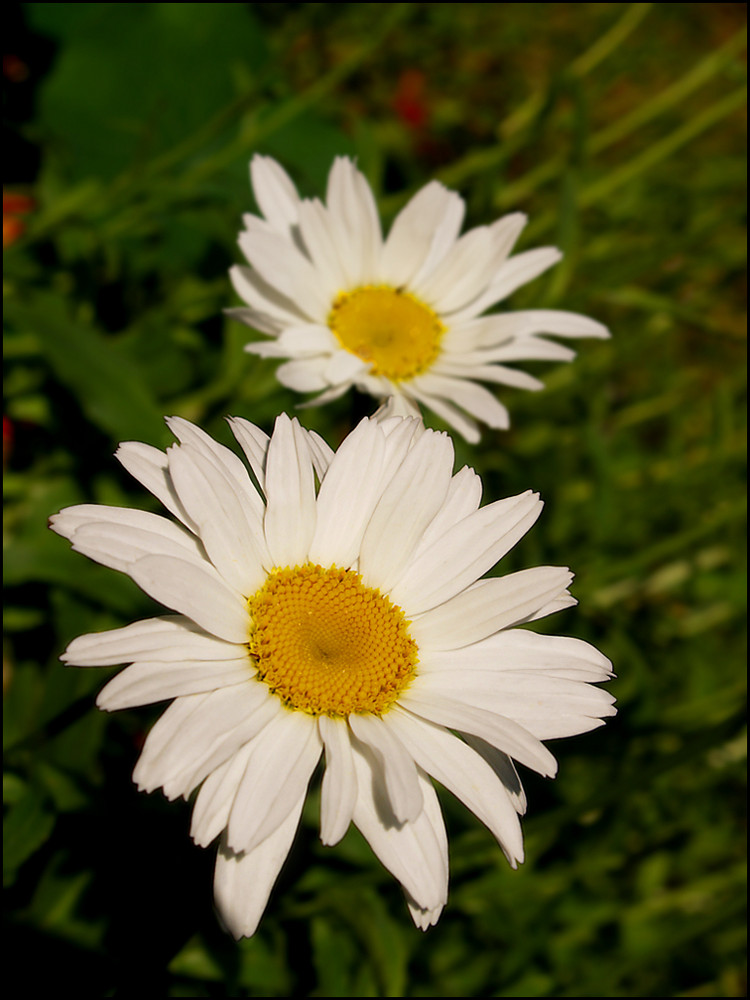 Oxeye daisy