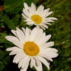 Oxeye daisy