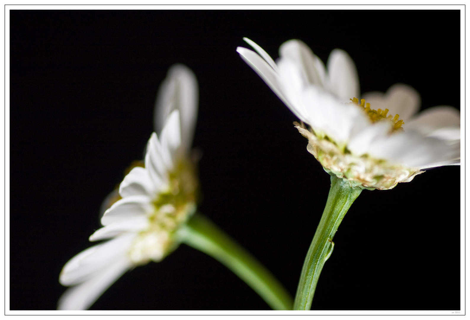 oxeye daisy