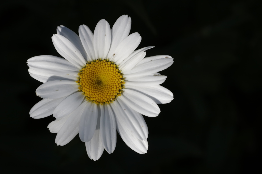 Oxeye daisy