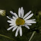 Oxeye daisy