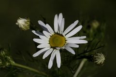 Oxeye daisy