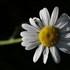 Oxeye daisy