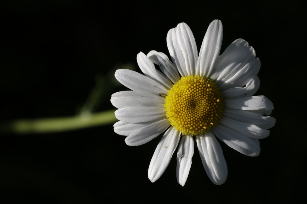 Oxeye daisy