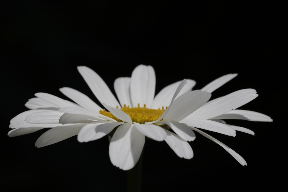 Oxeye daisy