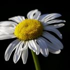 Oxeye daisy (Leucanthemum vulgare)