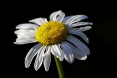 Oxeye daisy (Leucanthemum vulgare)