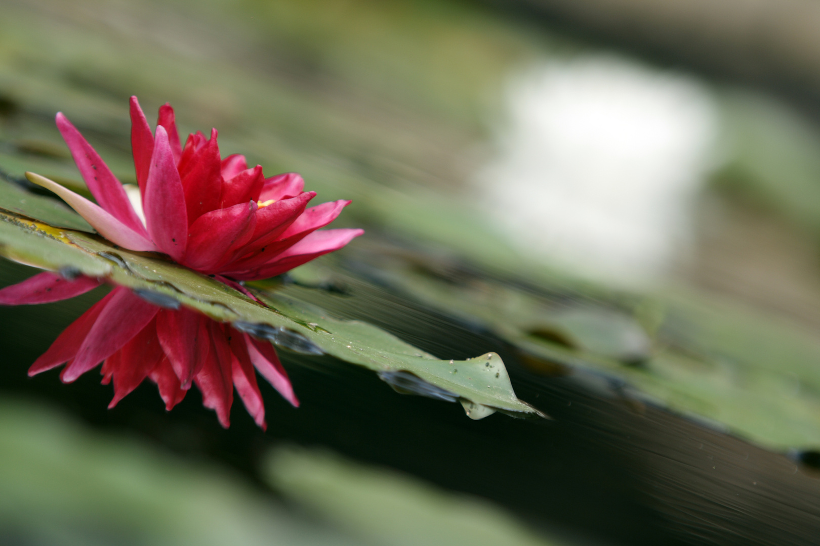 oxford botanischer garten