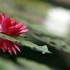 oxford botanischer garten