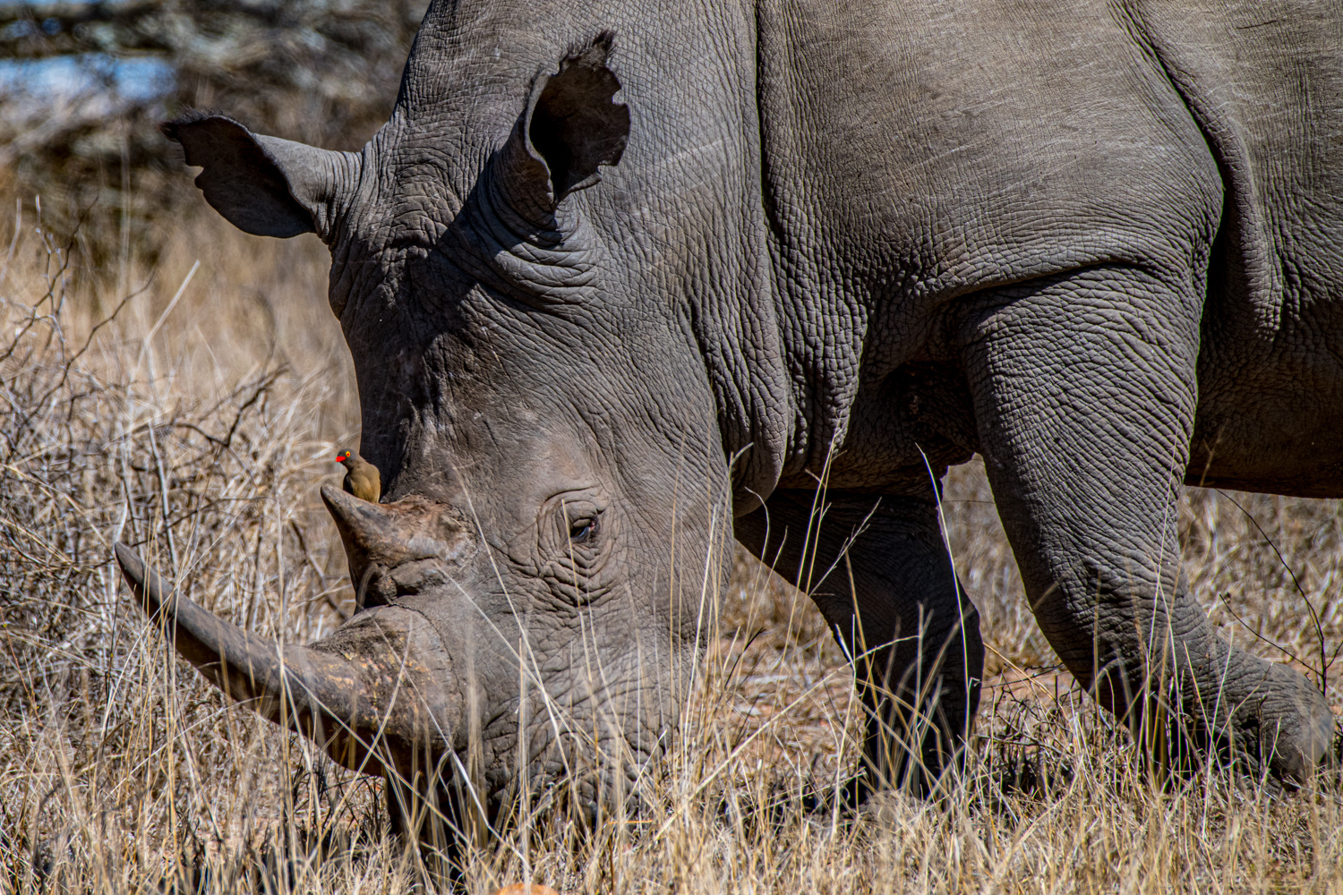 Oxpecker as Guardian of the Rhino Horn