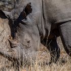 Oxpecker as Guardian of the Rhino Horn