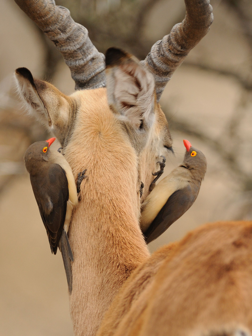 Oxpecker bei der Arbeit