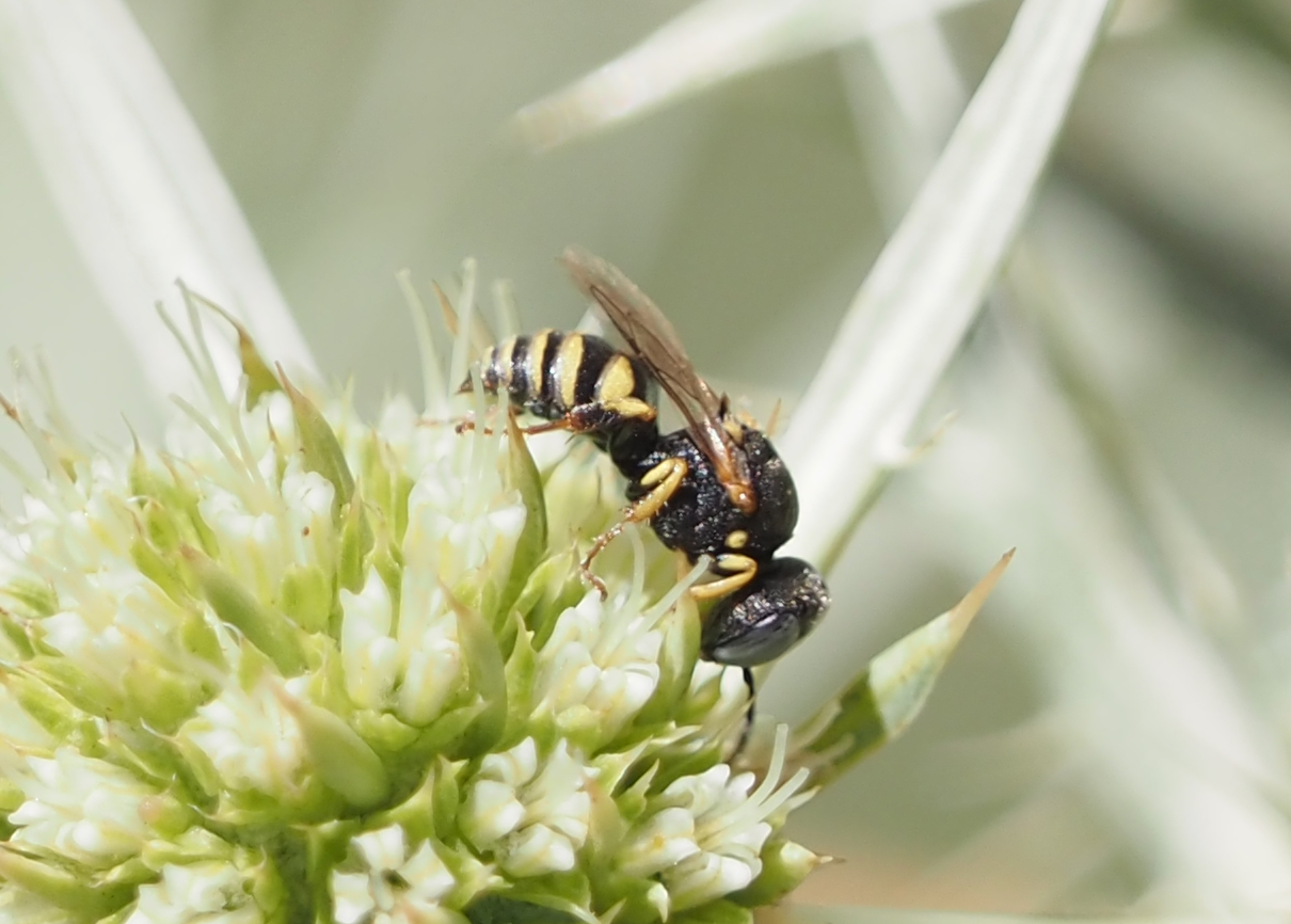 Oxybelus argentatus