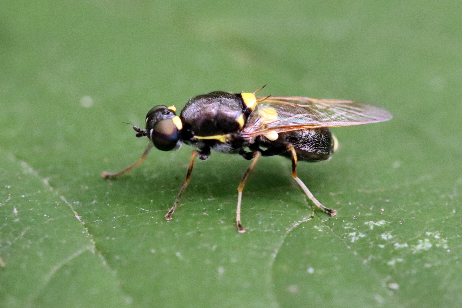 Oxycera leonina, mit "Dornen" bewehrt + 1 Bild