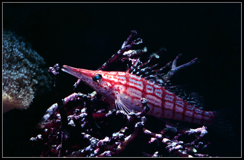 Oxycirrhites typus