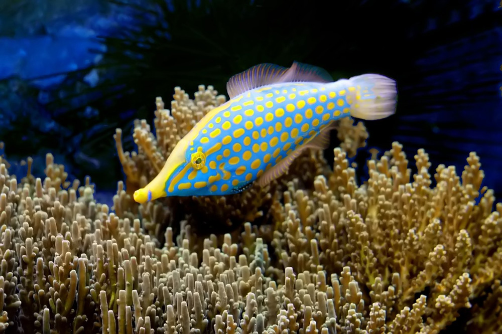 Oxymonacanthus longirostris - Orange-Feilenfisch