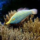 Oxymonacanthus longirostris - Orange-Feilenfisch