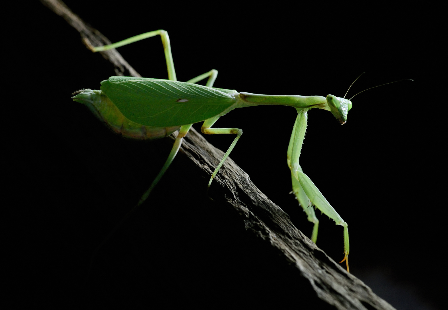 Oxyopsis cf. gracilis