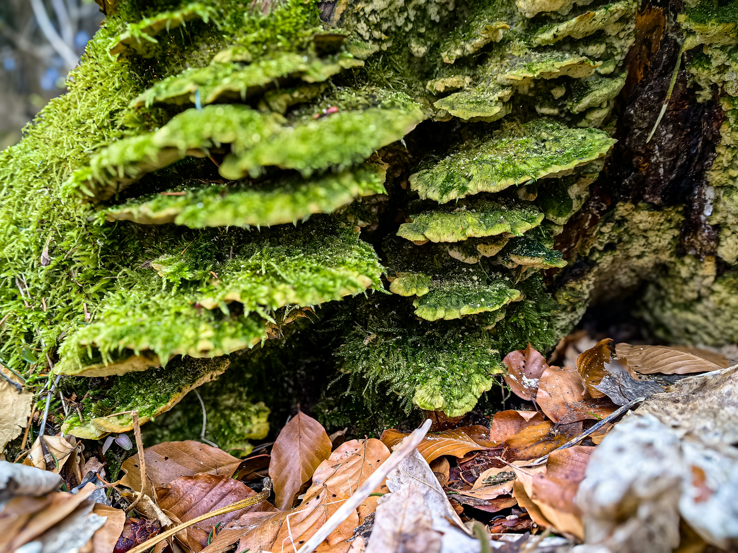 Oxyporus