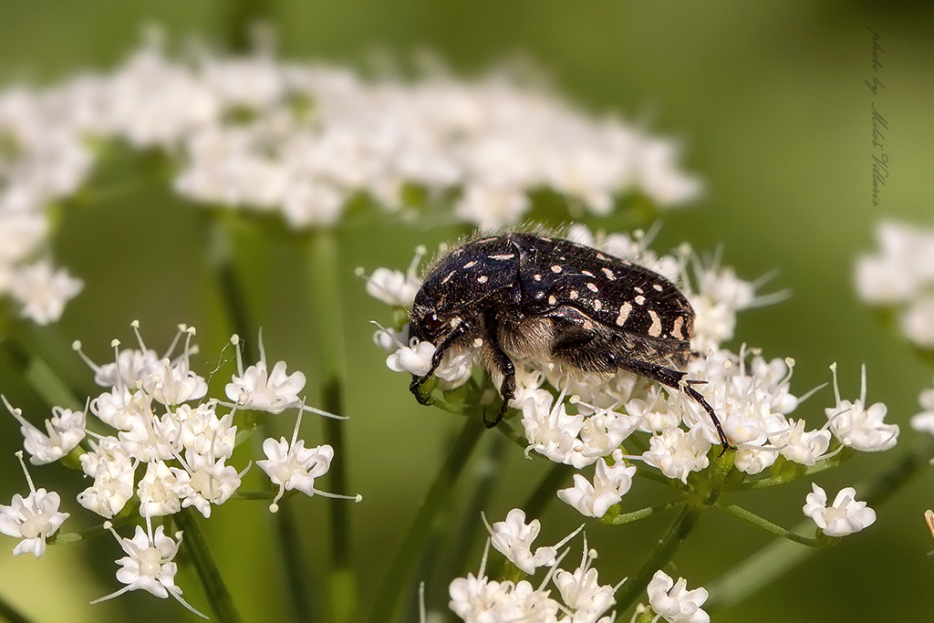 Oxythyrea funesta