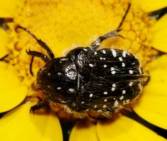 Oxythyrea Funesta (Trauer-Rosenkäfer)