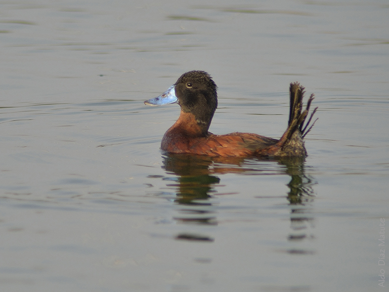 Oxyura Ferruginea