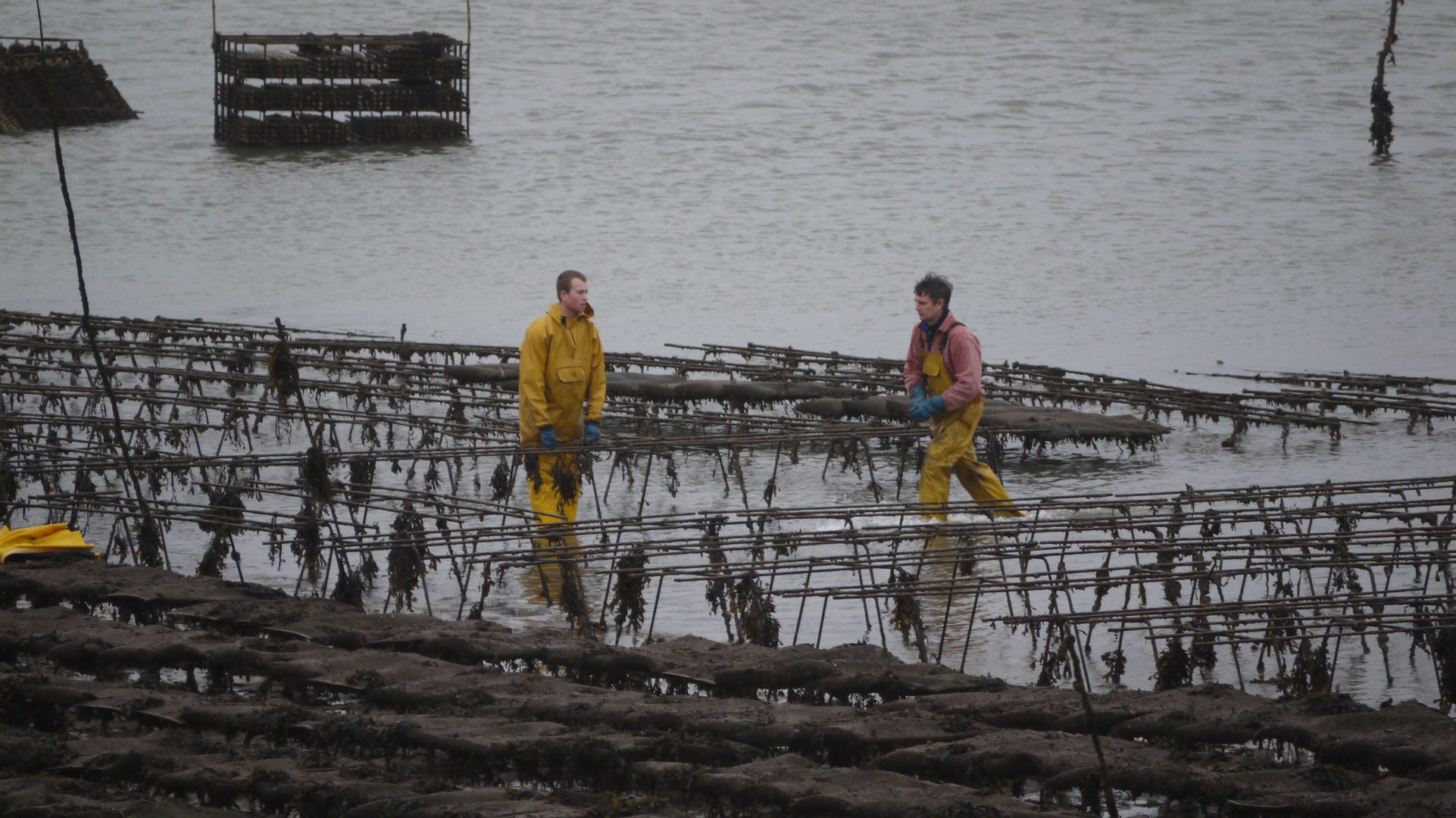 oyster farmers