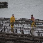 oyster farmers